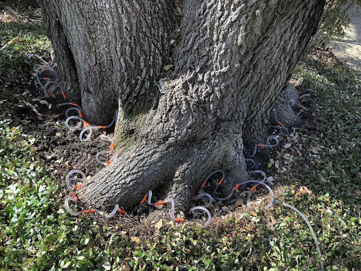Detailed Shrub and Hedge Trimming job site in Saint Michael